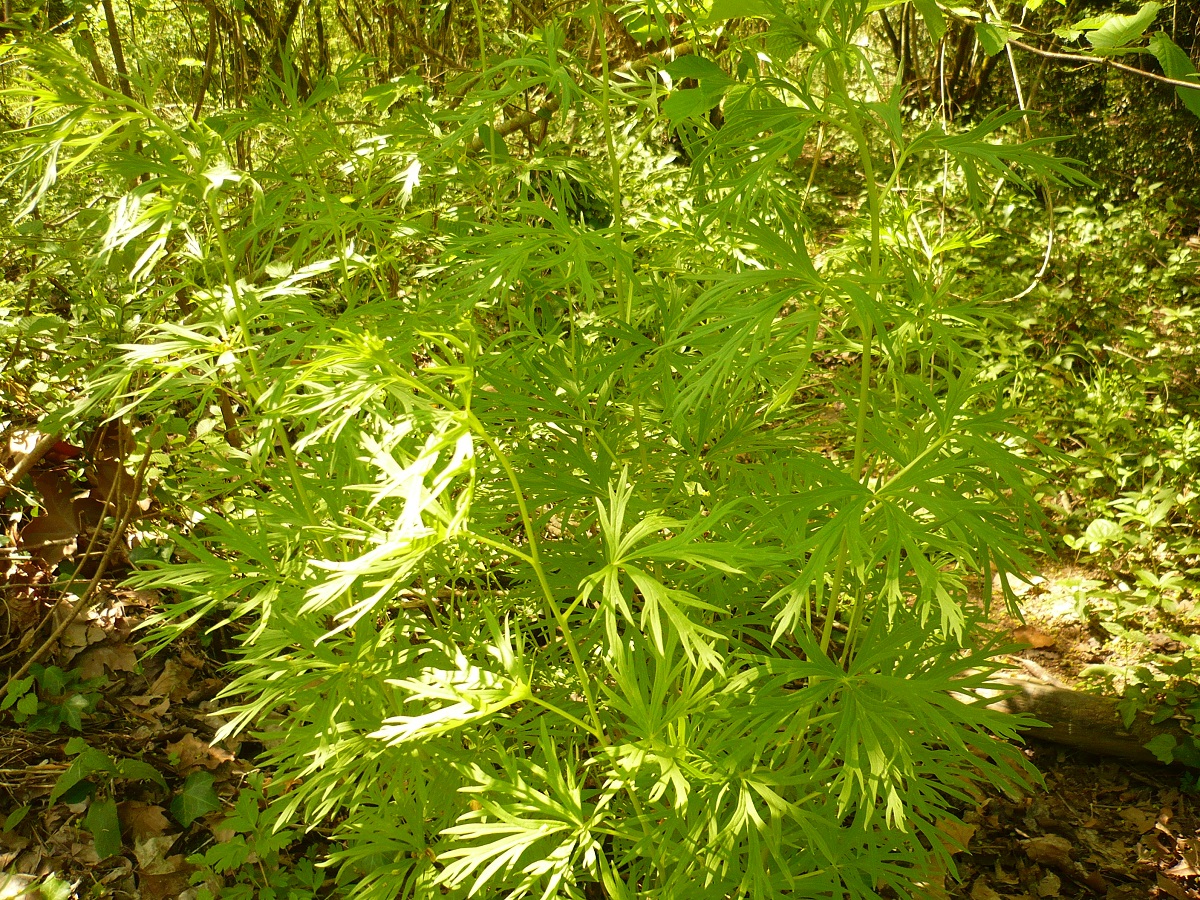 Aconitum napellus subsp. napellus (Ranunculaceae)